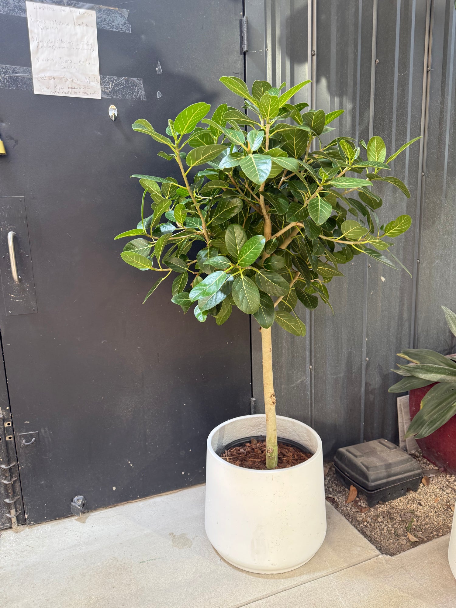 Ficus Audrey Tree Form Single Stem, Ficus Benghalensisis Bengal Fig