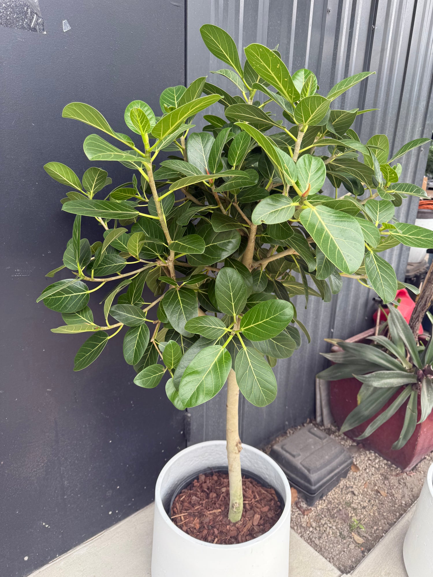 Ficus Audrey Tree Form Single Stem, Ficus Benghalensisis Bengal Fig