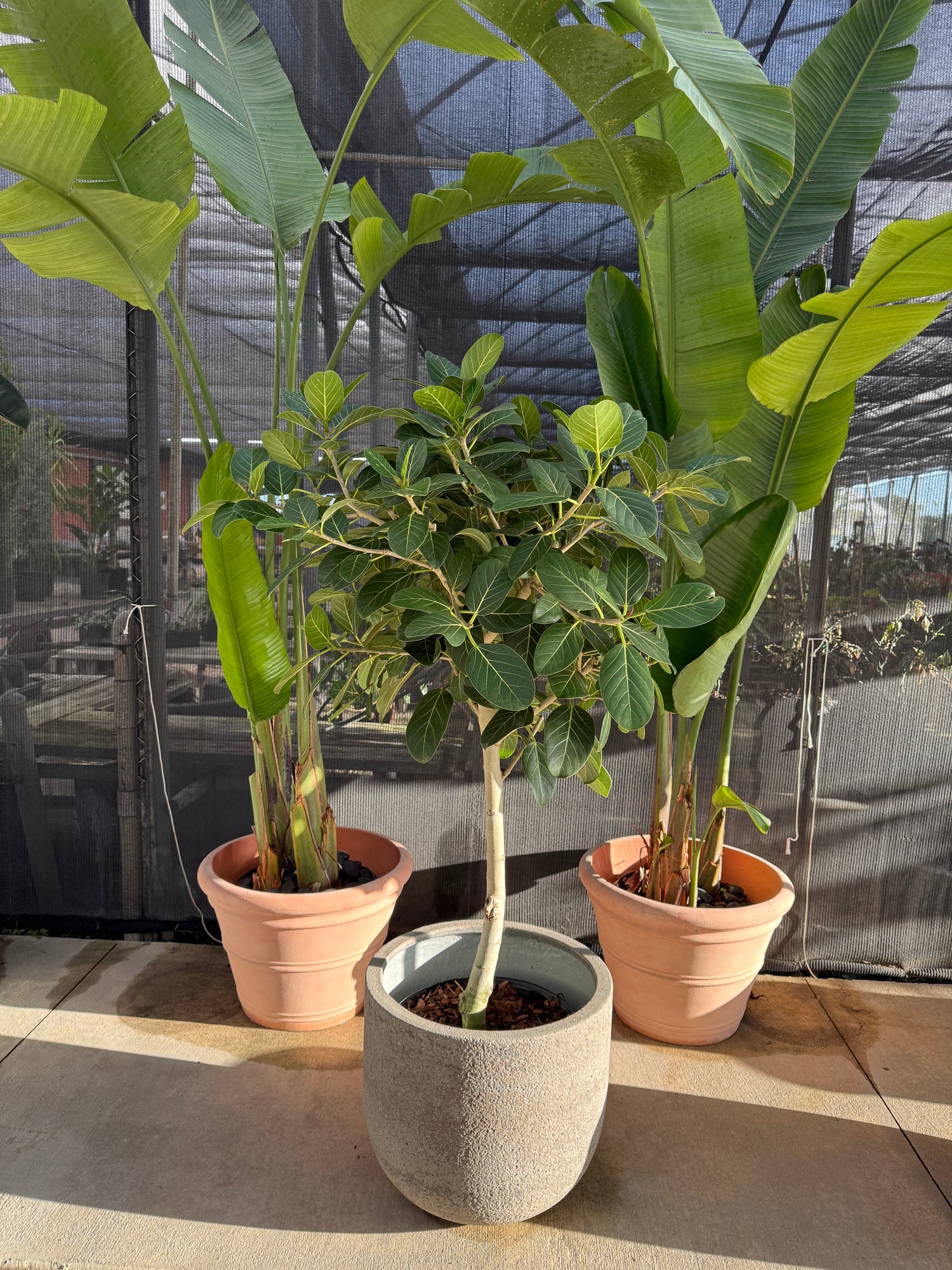 Ficus Audrey Tree Form Single Stem, Ficus Benghalensisis Bengal Fig