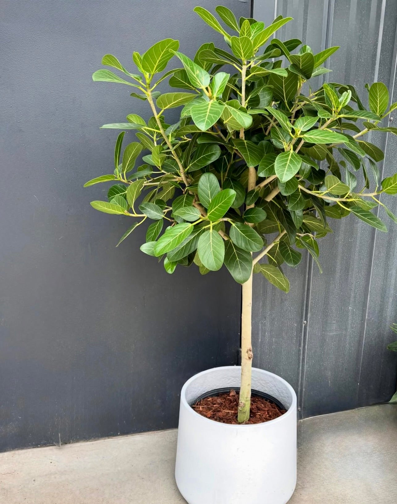 観葉植物 フィカス・ウンベラータ 8号 145cm S-shaped tree form