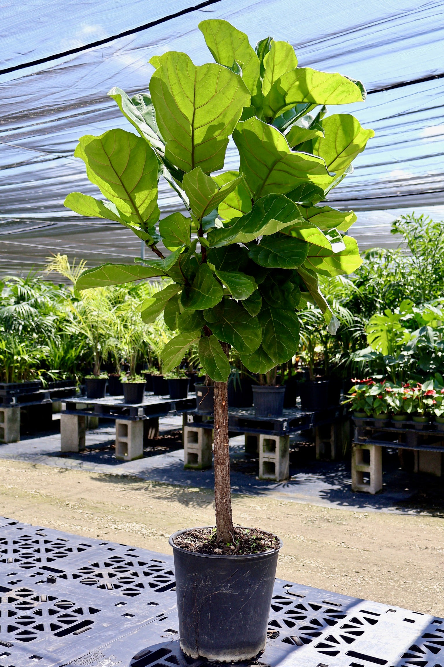 Ficus Lyrata Tree Form Single Stem, Fiddle Leaf Fig Tree
