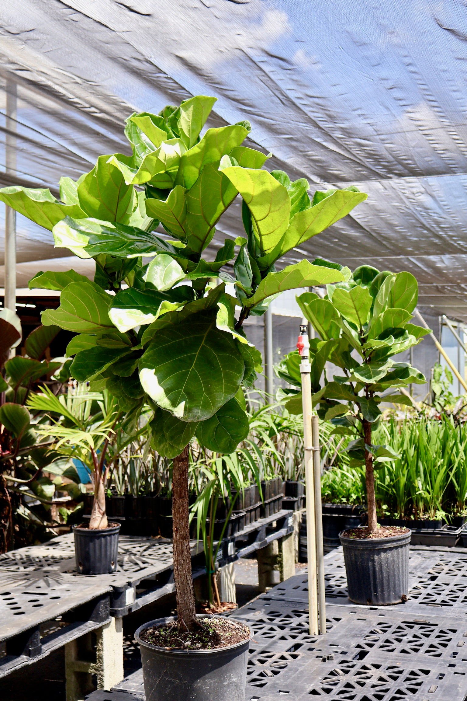 Ficus Lyrata Tree Form Single Stem, Fiddle Leaf Fig Tree
