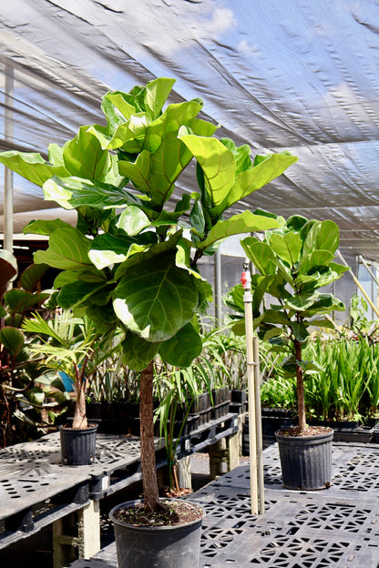Ficus Lyrata Tree Form Single Stem, Fiddle Leaf Fig Tree