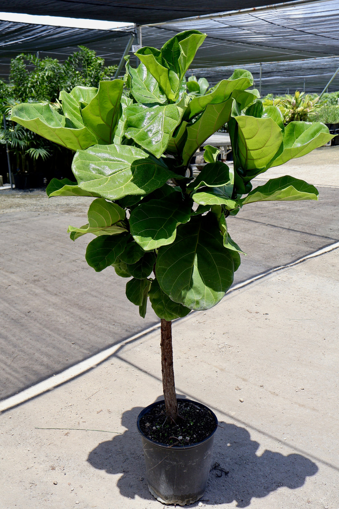 Ficus Lyrata Tree Form Single Stem, Fiddle Leaf Fig Tree