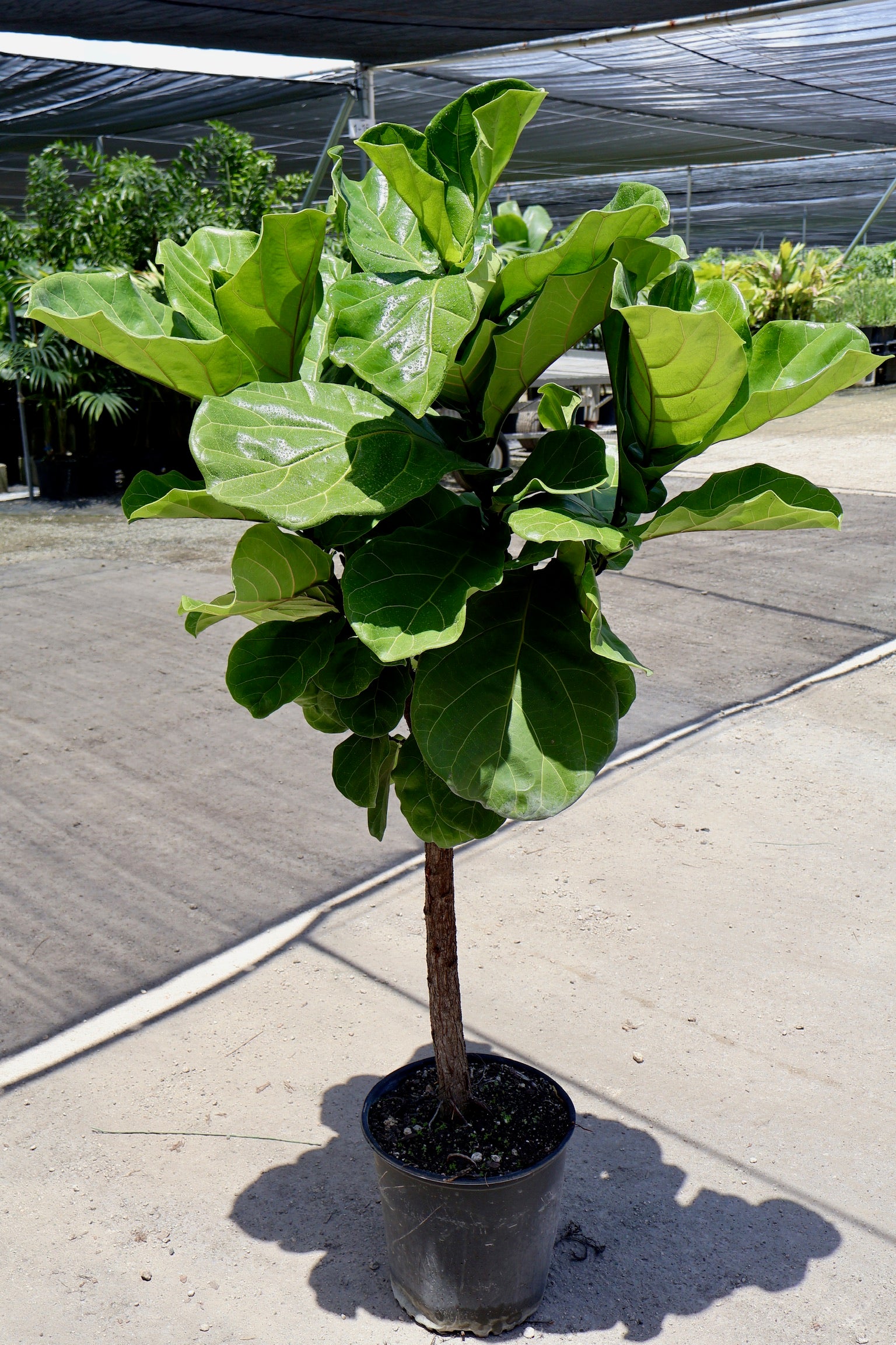 Ficus Lyrata Tree Form Single Stem, Fiddle Leaf Fig Tree