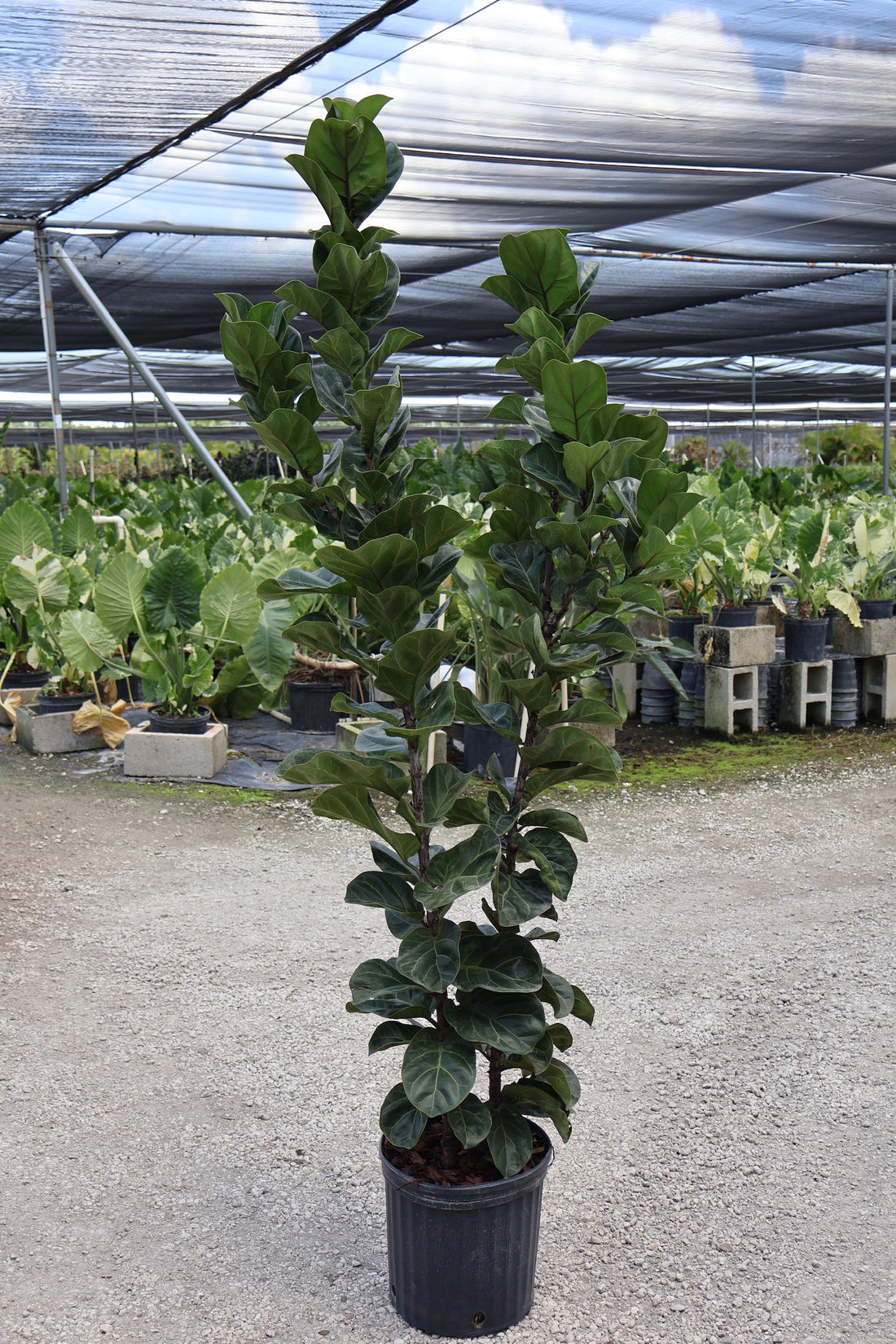 Ficus Bambino Bush Form, Fiddle Leaf Fig Tree