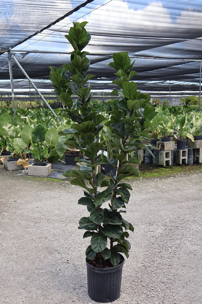 Ficus Bambino Bush Form, Fiddle Leaf Fig Tree