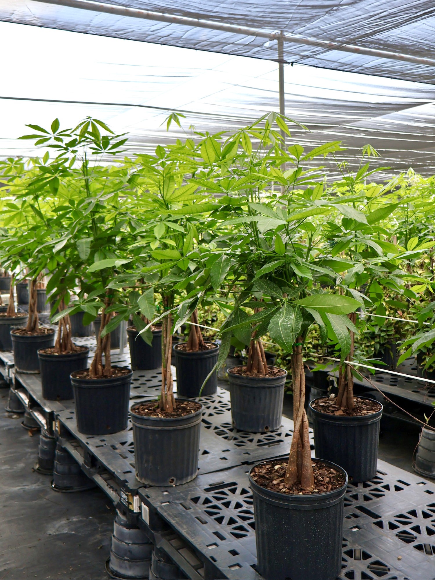 Money Tree Braided, Tree Form, Pachira Aquatica, Good Luck Tree