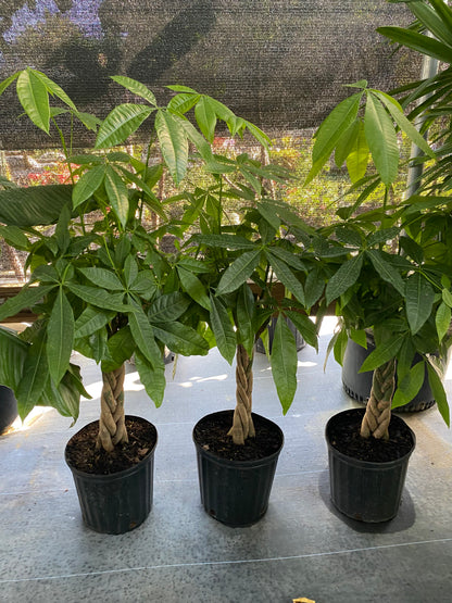 Money Tree Braided, Tree Form, Pachira Aquatica, Good Luck Tree