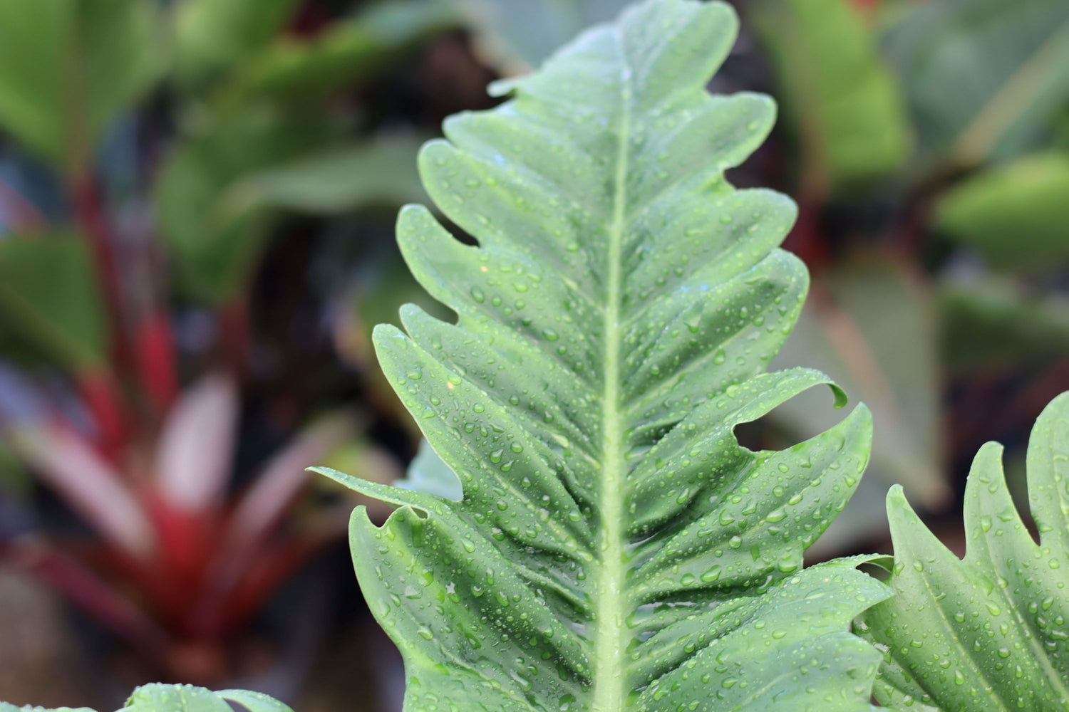 Philodendron Narrow Jungle Boogie