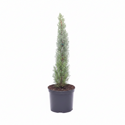 Blue Italian Cypress, Mediterranean Cypress in a 2gal pot