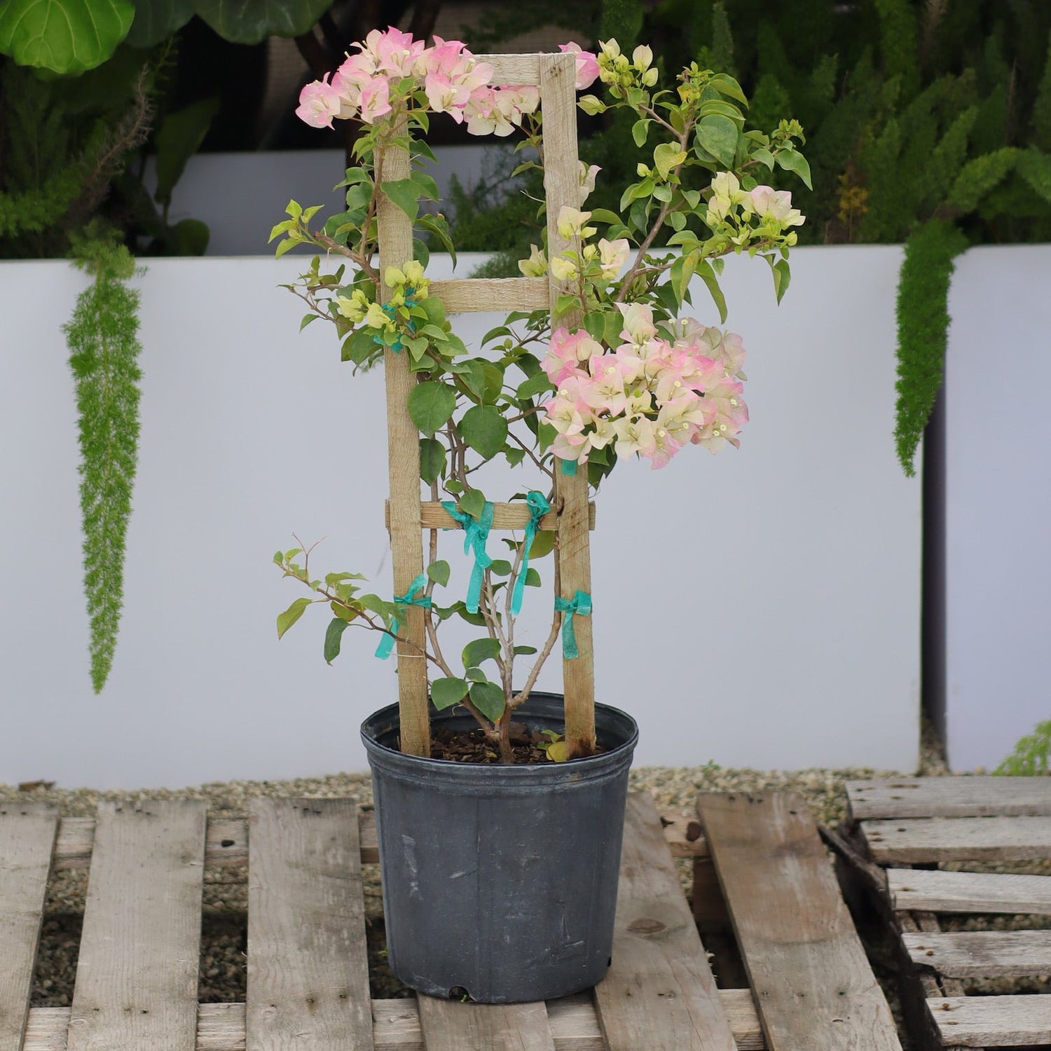 pot plant with pink flowers Bougainvillea White-Pink Flower Tree in Trellis, 'Imperial Thai Delight' Flowering Tree