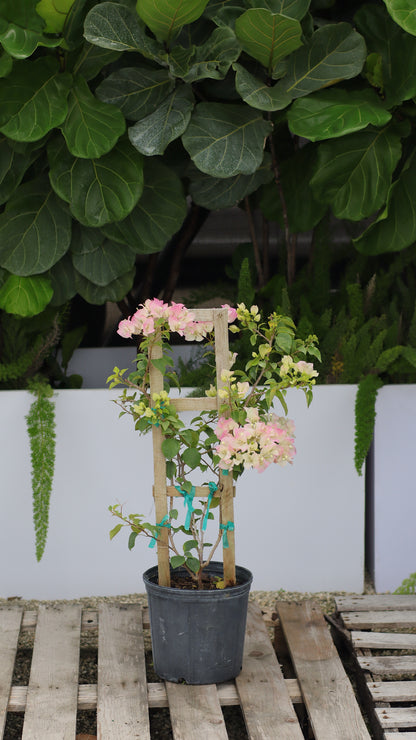Bougainvillea White-Pink Flower Tree in Trellis, &