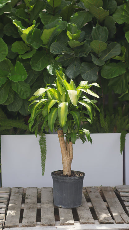 corn plant air purifier Dracaena Massangeana Mass Cane Stump Form, Corn Plant