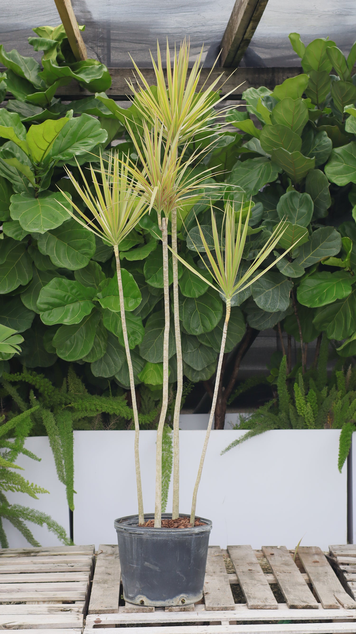Dracaena Dragon Tree Bicolor, Tree Form