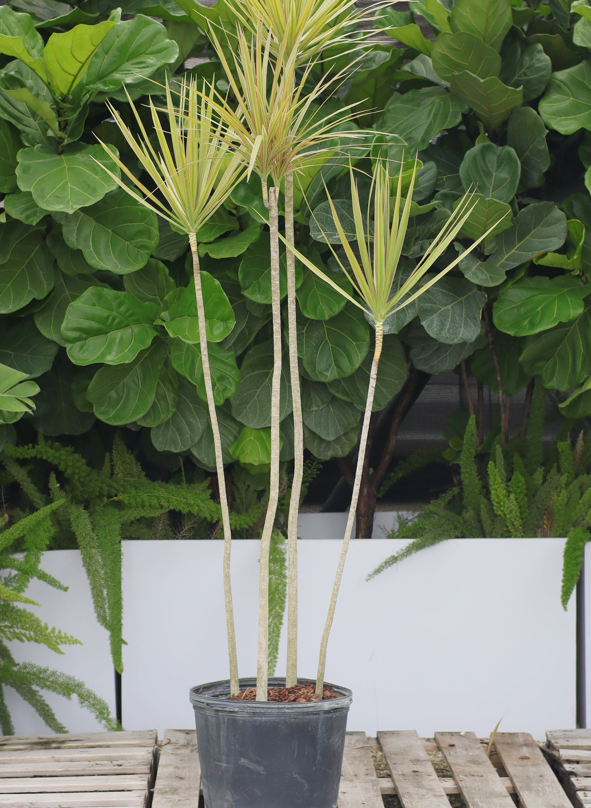 Explore Our Dracaena Dragon Tree Bicolor | Eureka Farms