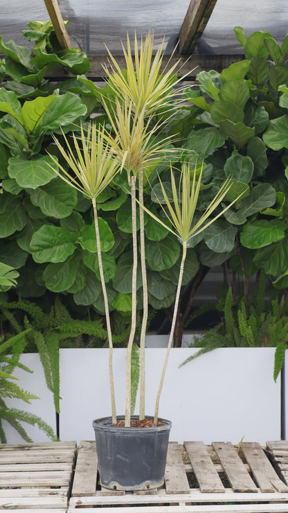 Dracaena Dragon Tree Bicolor, Tree Form