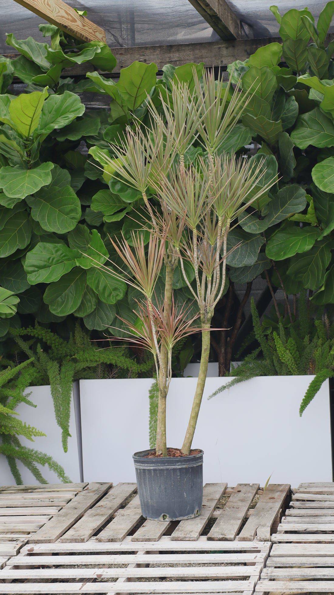 Dracaena Dragon Tree Bicolor, Tree Form
