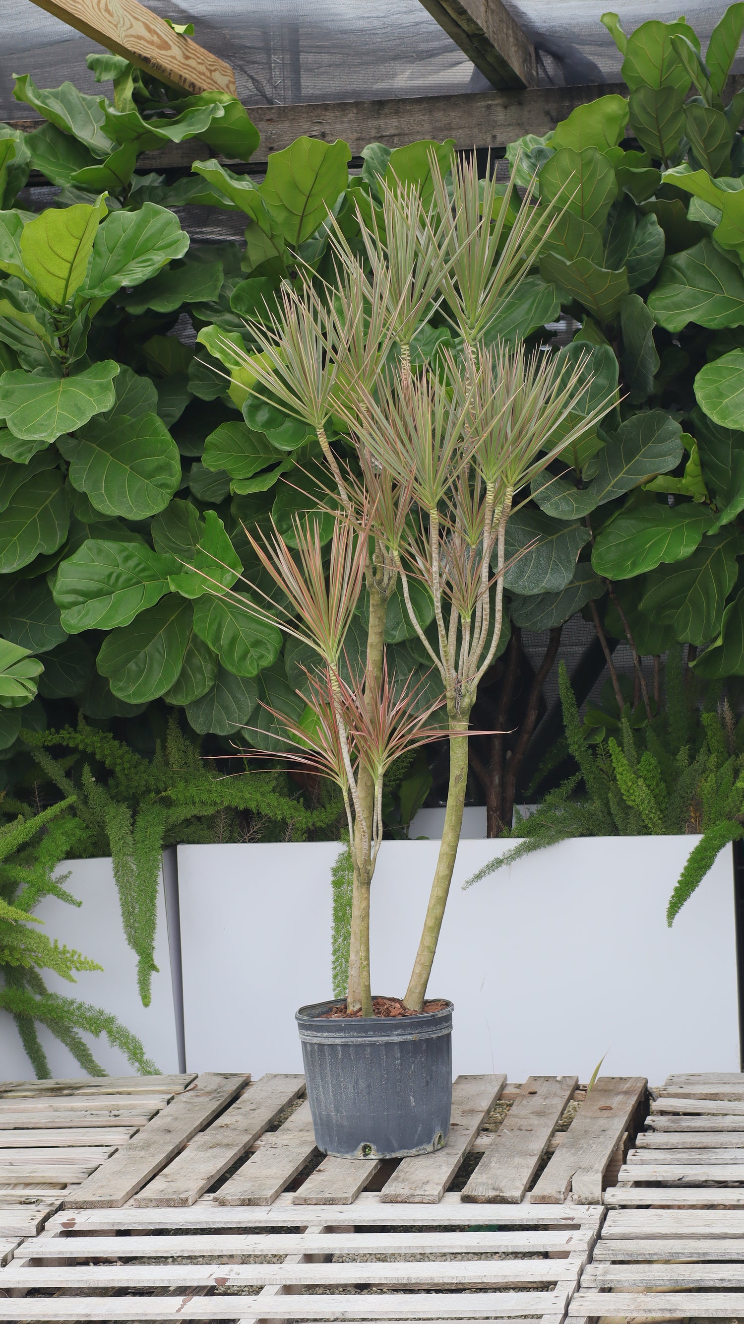 Dracaena Dragon Tree Bicolor, Tree Form