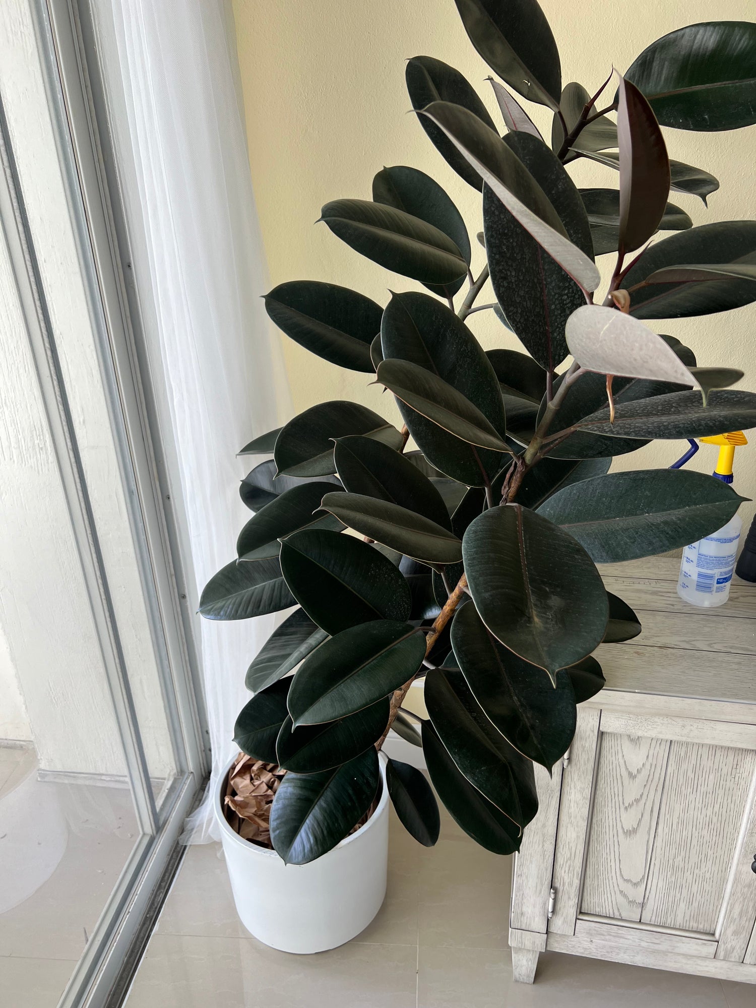 Ficus Burgundy Bush, Rubber Tree