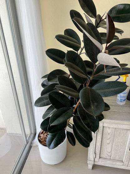 Ficus Burgundy Bush, Rubber Tree