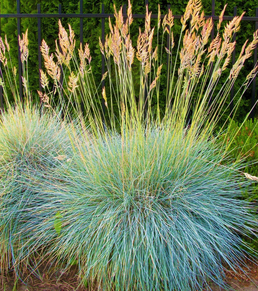 Elijah Icy Blue Fescue Grass