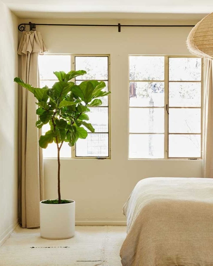 Ficus Lyrata Tree Like Form Single Stem, Fiddle Leaf Fig Tree