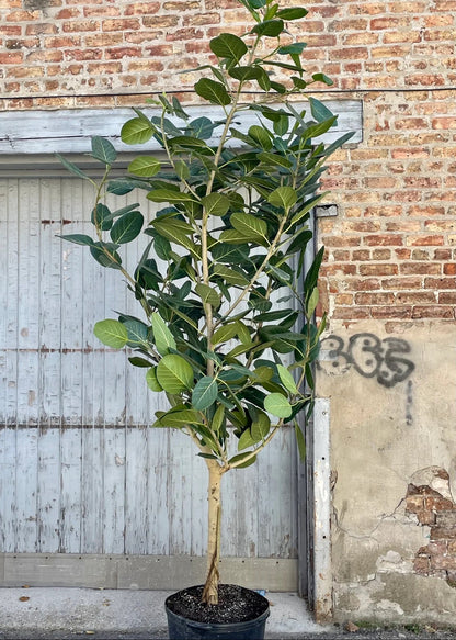 Ficus Audrey Tree Form Single Stem, Ficus Benghalensisis Bengal Fig