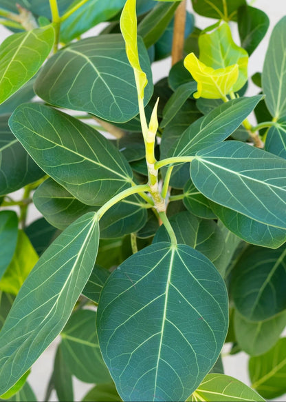 Ficus Audrey Tree Form Single Stem, Ficus Benghalensisis Bengal Fig