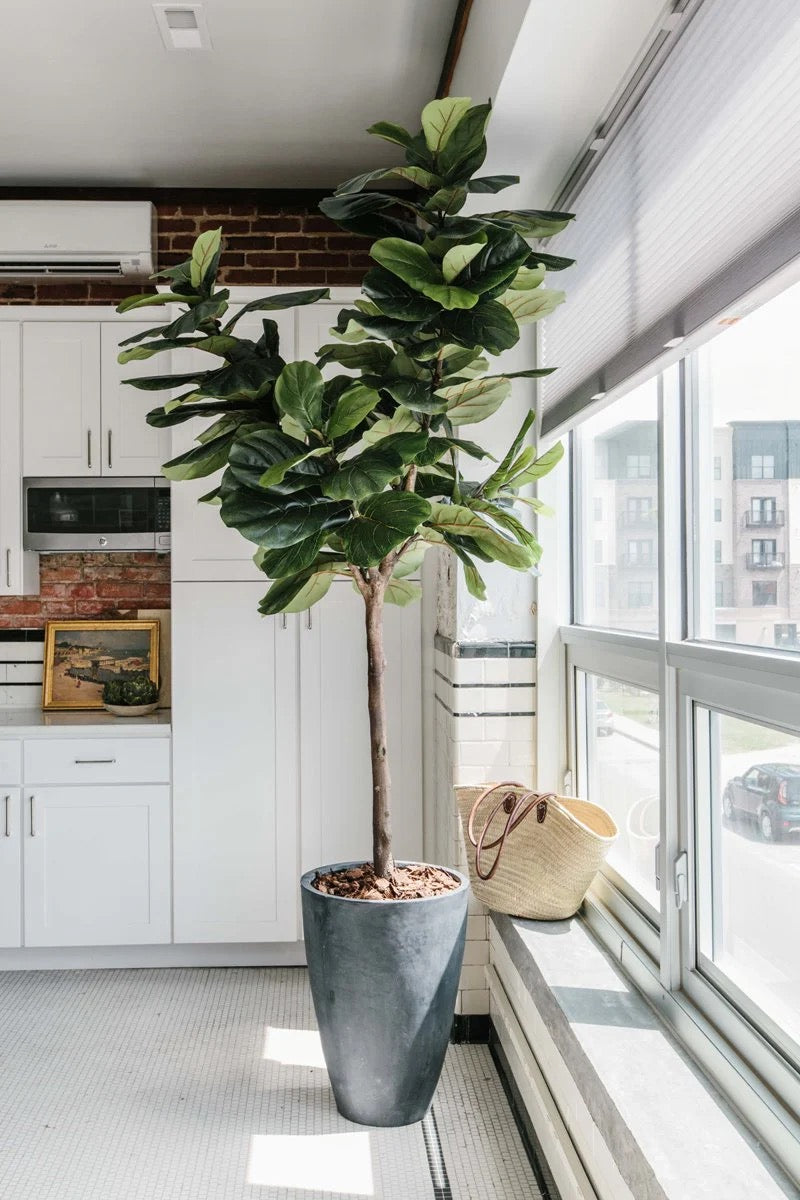 Ficus Lyrata Tree Like Form Single Stem, Fiddle Leaf Fig Tree