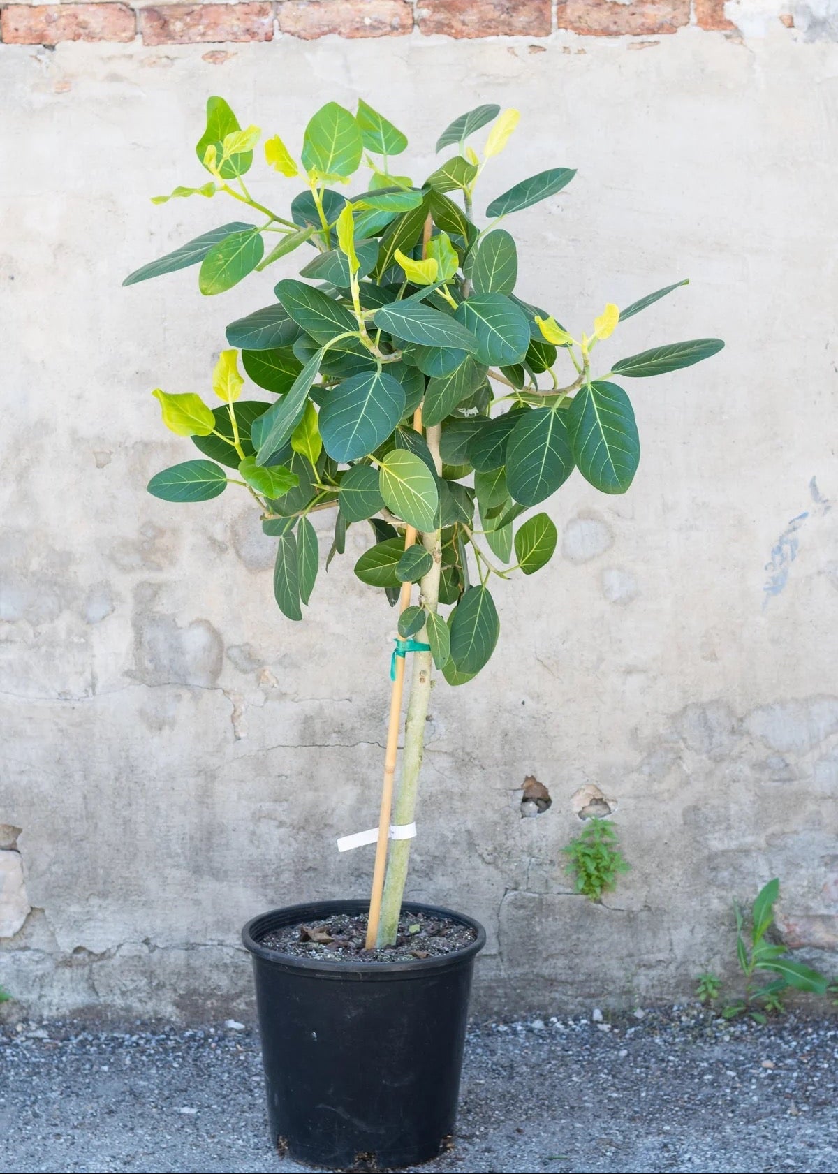 Ficus Audrey Tree Form Single Stem, Ficus Benghalensisis Bengal Fig