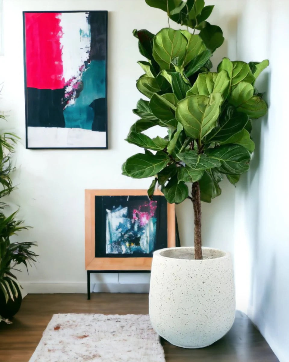 Ficus Lyrata Tree Like Form Single Stem, Fiddle Leaf Fig Tree