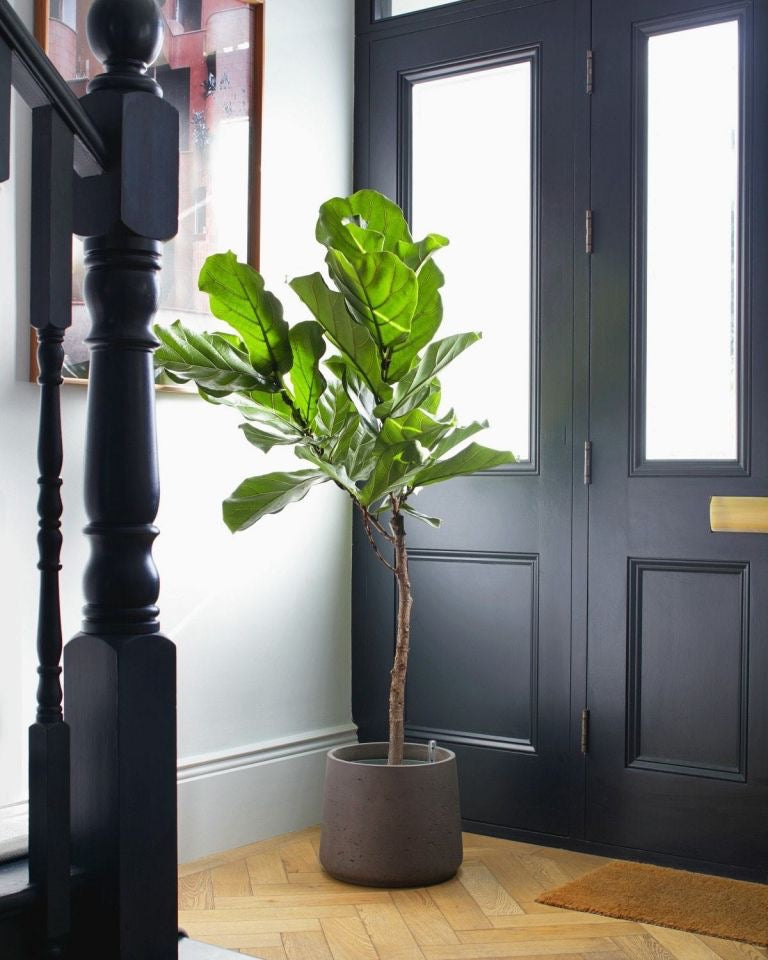 Ficus Lyrata Tree Like Form Single Stem, Fiddle Leaf Fig Tree