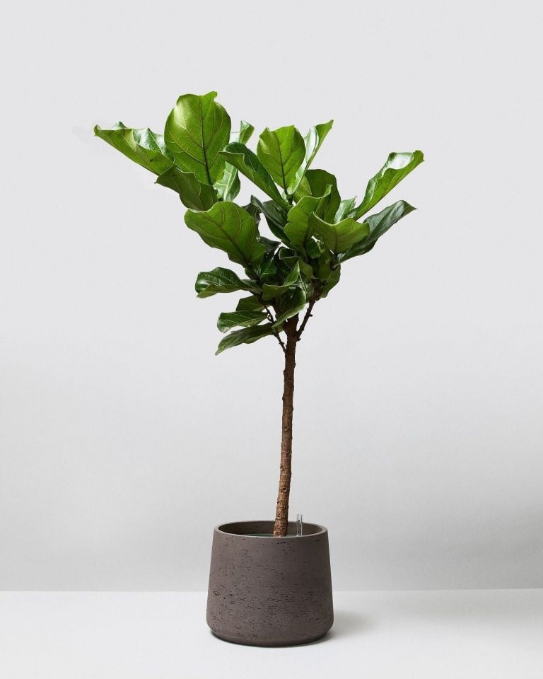 Ficus Lyrata Tree Like Form Single Stem, Fiddle Leaf Fig Tree