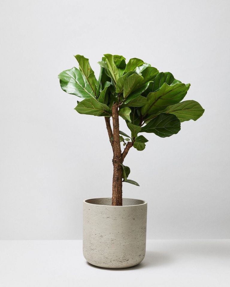 Ficus Lyrata Tree Like Form Single Stem, Fiddle Leaf Fig Tree