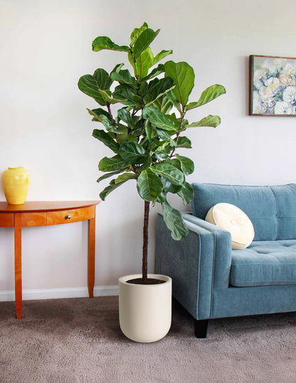 Ficus Lyrata Tree Like Form Single Stem, Fiddle Leaf Fig Tree