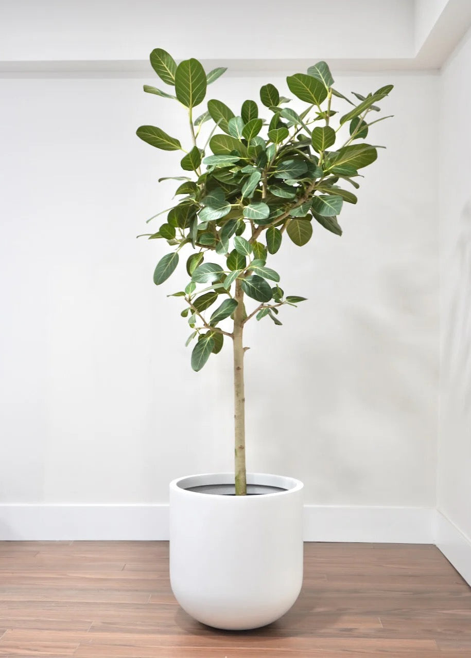 Ficus Audrey Tree Form Single Stem, Ficus Benghalensisis Bengal Fig