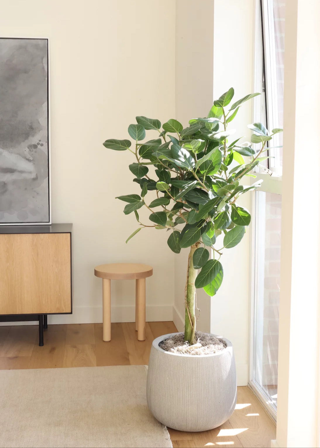 Ficus Audrey Tree Form Single Stem, Ficus Benghalensisis Bengal Fig