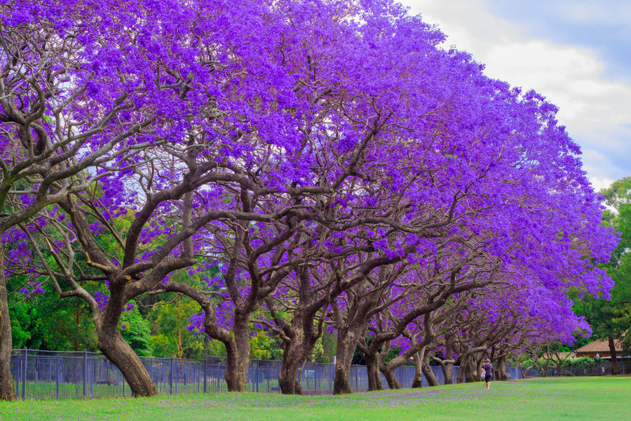 Purple Jacaranda Tree Mimosifolia