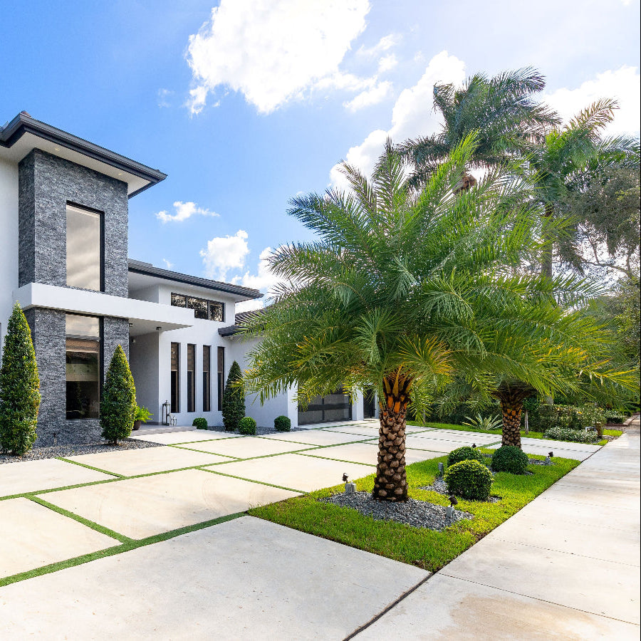 Japanese Blueberry topiary and Sylvester Palms in a residential front yard
