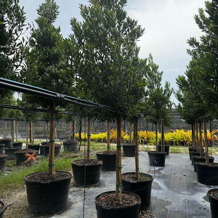 Mature Japanese Blueberry Tree Form in black grower pots outdoors