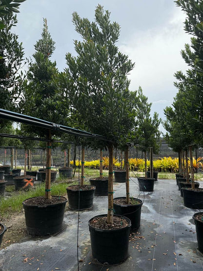 Japanese Blueberry Tree Form, Elaeocarpus Decipiens