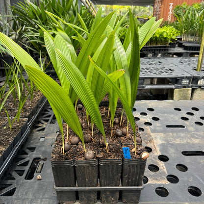 Joey Palm Slender, Johannesteijsmannia Lanceolata