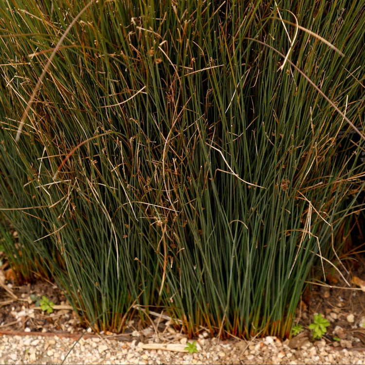New Zealand Wind Grass and Red Switch Grass Shenandoah – Eureka Farms