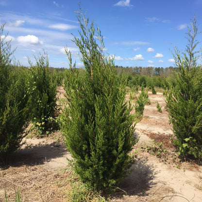 Juniperus virginiana &
