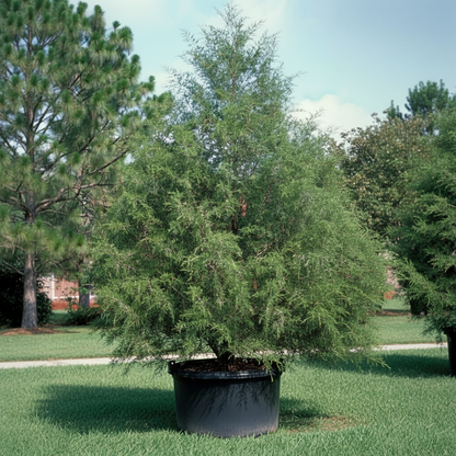 Southern Red Cedar, Juniperus silicicola