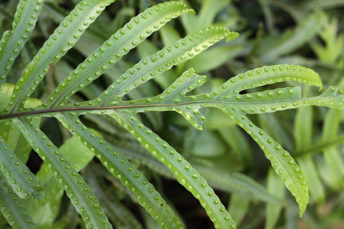 close view of Kangaroo Fern, Wart Fern