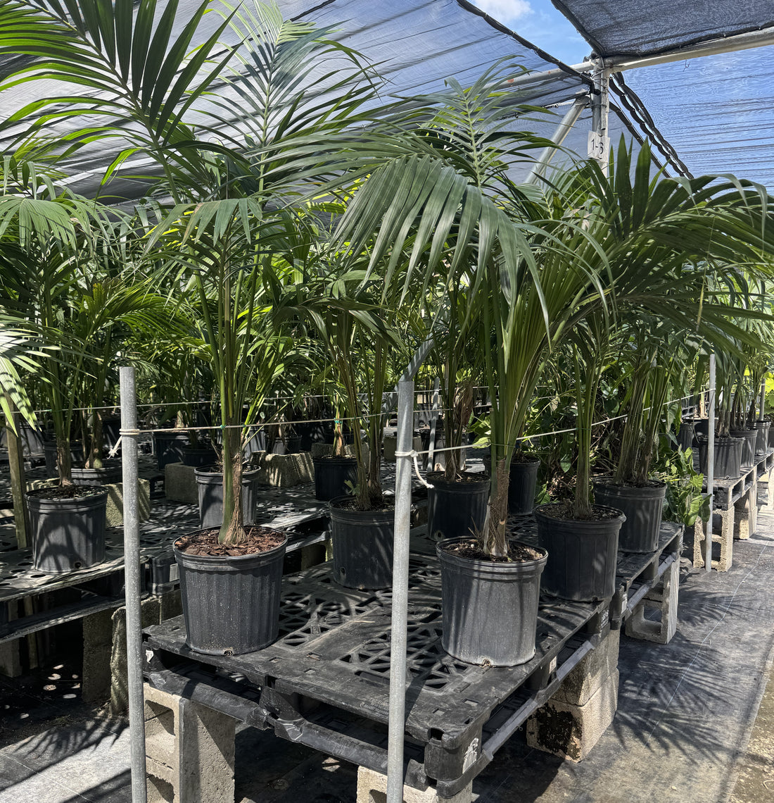 Kentia Palm Single Stem, Howea Forsteriana