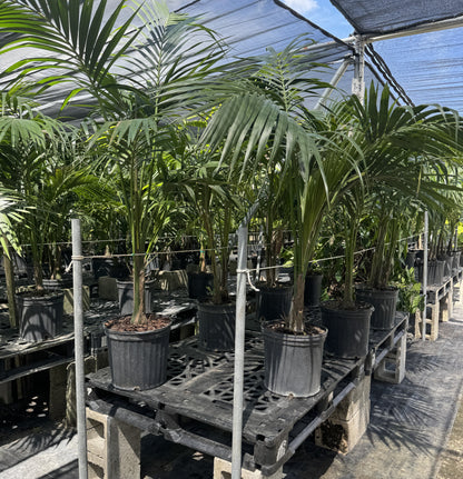 Kentia Palm Single Stem, Howea Forsteriana
