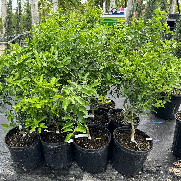Key Lime Citrus Tree, Citrus Aurantiifolia potted in rows nursery setting